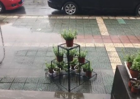 盆栽铁皮石斛浇水方法2