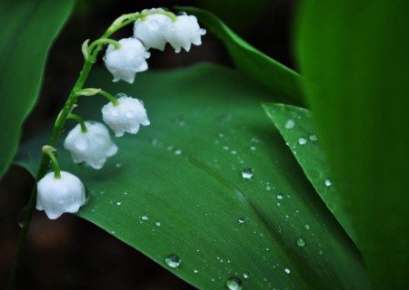 铃兰花浇水方法
