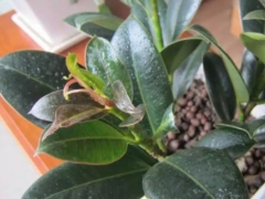 盆栽橡皮树怎么浇水