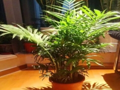 袖珍椰子的浇水方法
