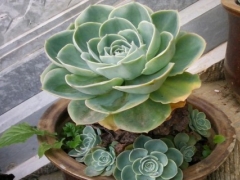 宝石花的浇水方法