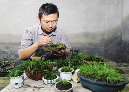 菖蒲盆景用什么水浇