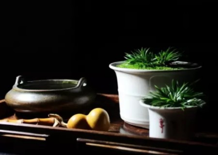 菖蒲盆景怎么浇水