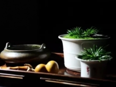 菖蒲盆景怎么浇水