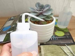 多肉叶插发芽怎么浇水