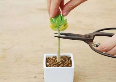 砍头苗怎么浇水