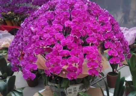 蝴蝶兰花怎么浇水