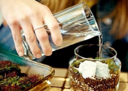 多肉的砍头苗浇水问题