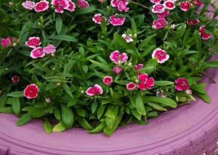 石竹花怎么浇水