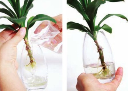 水培植物换水步骤介绍