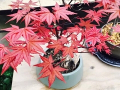 红枫盆景怎么浇水