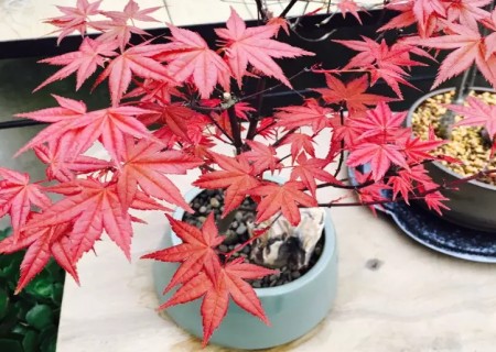 红枫盆景怎么浇水