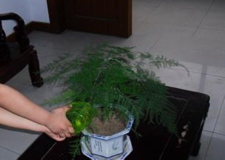 盆栽文竹浇水注意事项