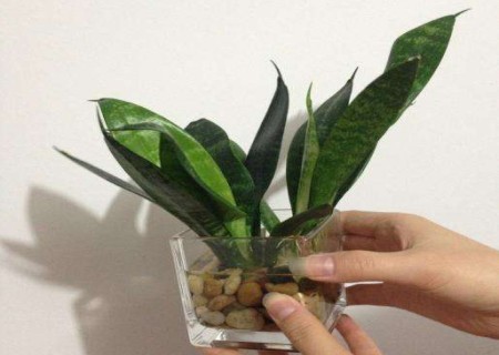 盆栽虎皮兰浇水注意事项