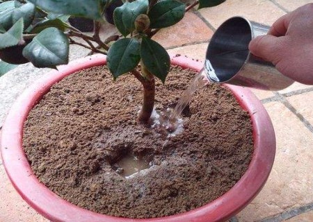 盆栽茶花浇水注意事项