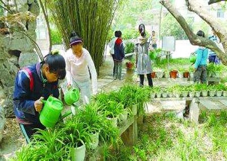 盆栽吊兰浇水注意事项