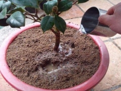 盆栽茶花浇水注意事项