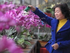蝴蝶兰浇水注意事项