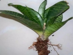 虎皮兰换盆后需要浇水吗