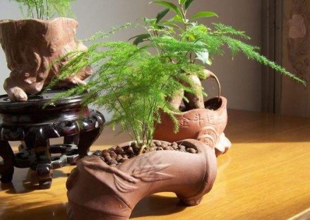 盆栽文竹