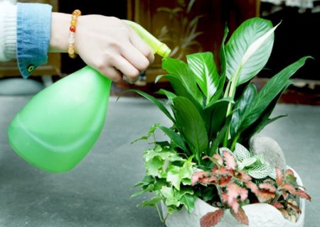 盆栽花卉如何浇水