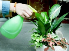 盆栽花卉如何浇水