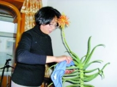 盆栽芦荟怎么浇水