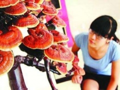 盆栽灵芝怎么浇水