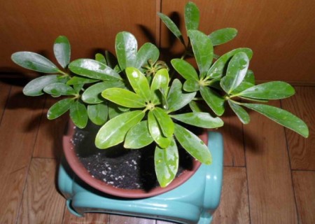 盆栽鸭脚木（鹅掌柴）怎么浇水