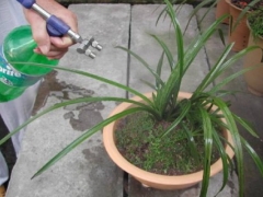盆栽兰花浇水注意事项