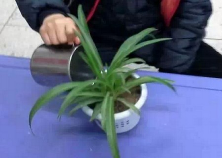 盆栽吊兰多久浇一次水