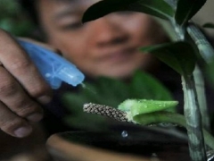 盆栽金钱树多久浇一次水