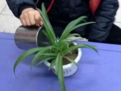 盆栽吊兰多久浇一次水