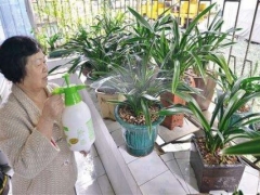 兰花换盆后多久浇水