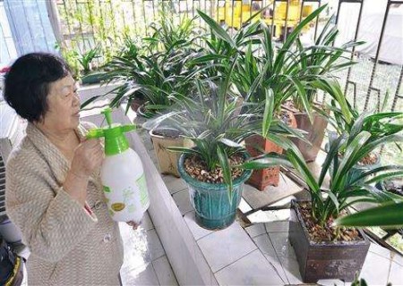兰花换盆后多久浇水