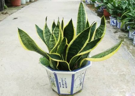 盆栽虎皮兰