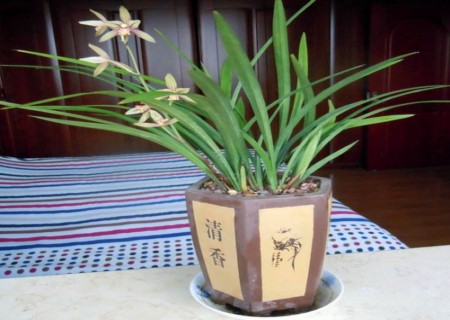 盆栽墨兰花苞期怎么浇水