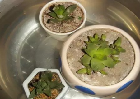 多肉植物移盆后怎么浇水