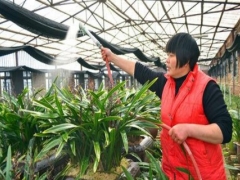 怎样给兰花浇水、时间、方法、技巧和注意事项