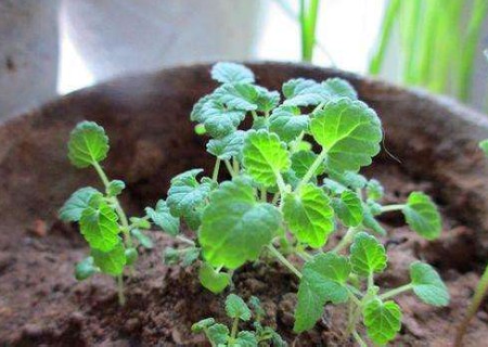 盆栽薄荷怎么浇水