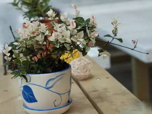 盆栽花叶络石