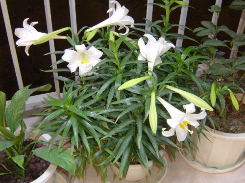 盆栽百合花