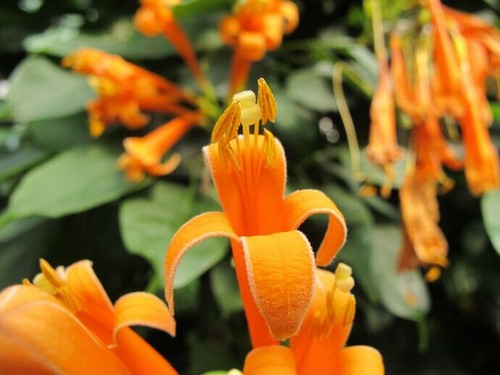 炮仗花浇水技巧