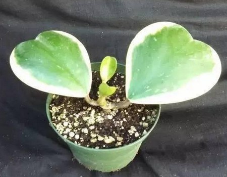 球兰花盆栽图片