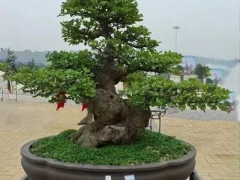 黑骨茶盆景浇水技巧