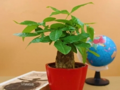 发财树盆景浇水技巧