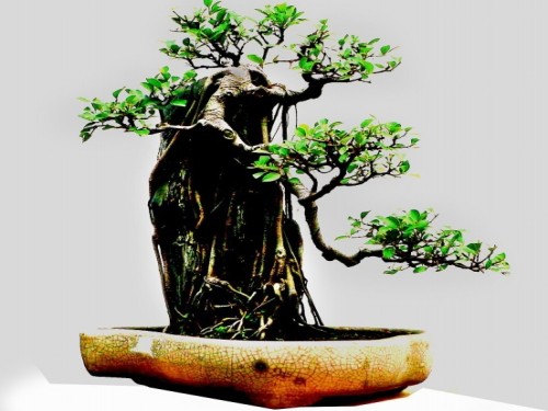 树桩盆景图片