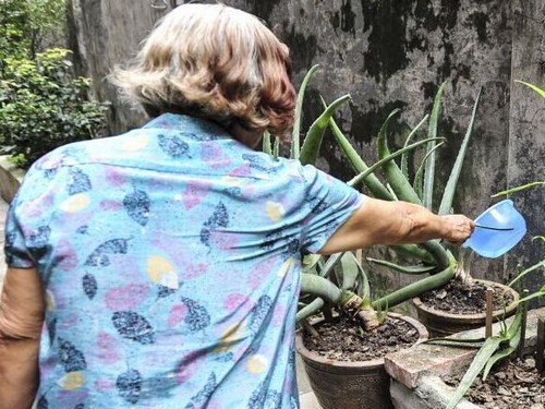 盆栽芦荟浇水方法和技巧