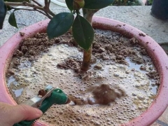 山茶花浇水技术