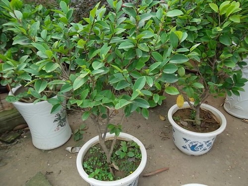 含笑花盆栽图片